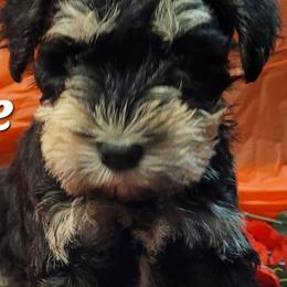 Miniature Schnauzers from Swiney's Mini Schnauzers