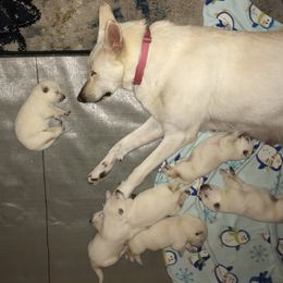 German Shepherd Puppies from Patterson Polar Bears
