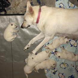 German Shepherd Puppies from Patterson Polar Bears