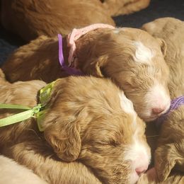 Opal - Caramel female Labradoodle puppy in Fostoria, Michigan from North Country Kennel Club