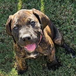 Pink Collar - Brindle female Boerboel puppy in Pattison, Texas from Sure Bet Kennels