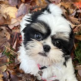 Shih Tzus from Koda Bears Cubs
