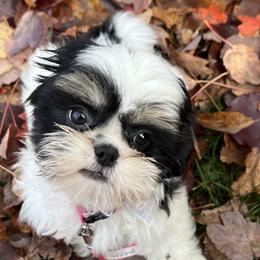 Shih Tzus from Koda Bears Cubs