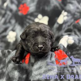 Light purple - Black female Labrador Retriever puppy in Beaverdam, Virginia from Riverside Sunset Labrador Retrievers