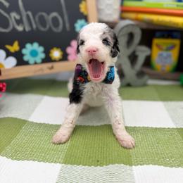 Donnie - Merle male Sheepadoodle puppy in Willacoochee, Georgia from Kitandkboodle's Doodles