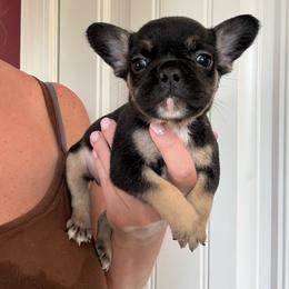 Little bear - Black and tan male French Bulldog puppy in Ludowici, Georgia from Royal Destiny Kennels