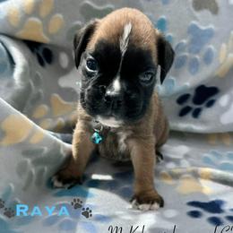 Raya - Fawn female Boxer puppy in Cicero, New York from MK Boxer Haven of CNY