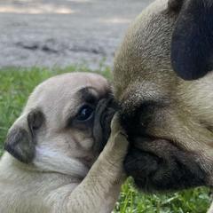 Jetta - Pug