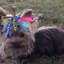 Yorkshire Terrier All Grown Up from Silver Lining