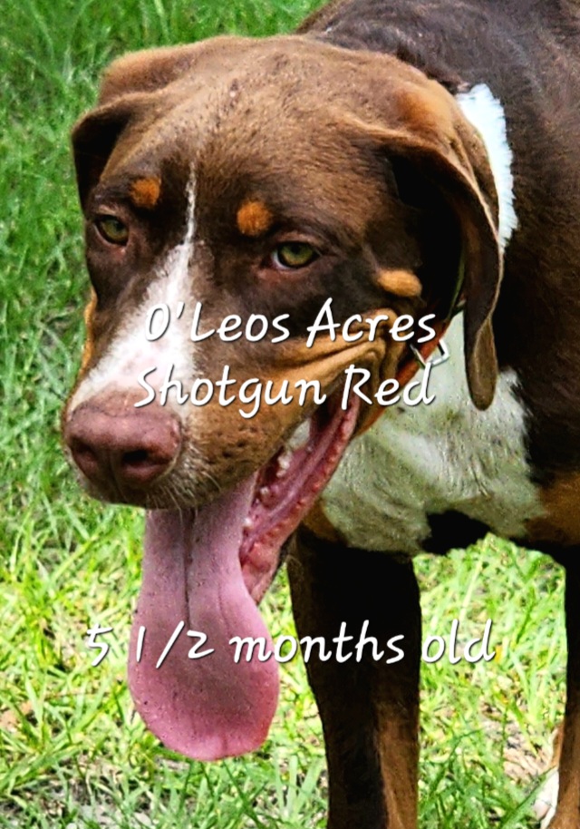 Shotgun Red - Catahoula Leopard Dog