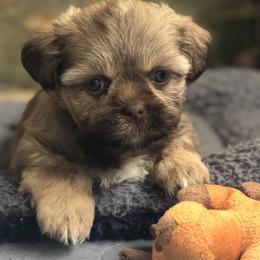 Shih Tzu puppies from Shih tzu adventures of Santa Rosa Florida