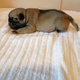 Bigger Fawn boy - Fawn male Pug puppy in Fall Creek, Wisconsin from Heartville Pugs