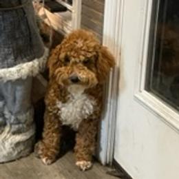 Liberty - Goldendoodle