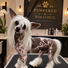 Jojo - Pink and slate female Chinese Crested puppy in Rockvale, Tennessee from Cosmic Chinese Cresteds & Wind-Echo Poodles