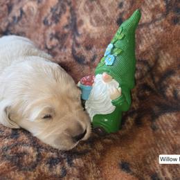 Willow Boy 3 - Light golden male Golden Retriever puppy in Niles, Michigan from Composer Goldens