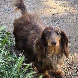 Sienna - Dachshund