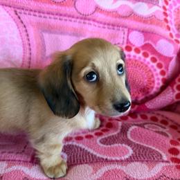 Maple - Cream female Dachshund puppy in Wisconsin from Lake Country Dachshunds