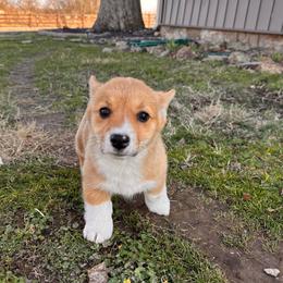 Rain - Red female Pembroke Welsh Corgi puppy in Springfield, Missouri from Hansen Corgis
