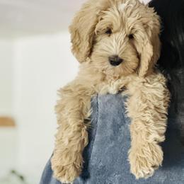 Australian Labradoodle Puppies from Sundance Labradoodles
