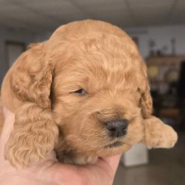 ChocoCat - Red male Cockapoo puppy in Conklin, Michigan from Lake Michigan Couture Cavapoos & Cockapoos
