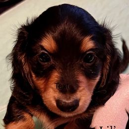 Dachshund Puppies from GretaLo Dachshunds