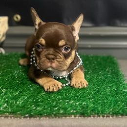 Brock - Black and tan male French Bulldog puppy in Eden, North Carolina from Blackoutbulldogs