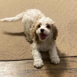 Robert - Blenheim male Cavapoo puppy in Mesa, Arizona from Bubble-ishous Cavaliers, Cavapoos and Portadoodles