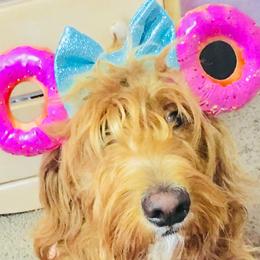 Marigold - Labradoodle
