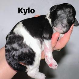 Kylo - Parti male Poodle puppy in Prosperity, Pennsylvania from Stelladoodles & Company