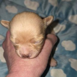 Orion - Gold male Chihuahua puppy in Kyle, Texas from joy of chihuahuas tx