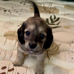 Pecorino - Cream male Dachshund puppy in Lincoln, California from ForeversEdge Doxies
