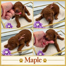 Maple - Red  female Poodle puppy in Mount Vernon, Illinois from AMC Poodles