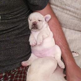 French Bulldog Puppies from Short Leg Frenchies