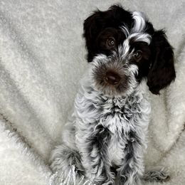 Boy 4 - Parti Goldendoodle puppy in Newark, Ohio from Valleydayle Doodles and Wheatens