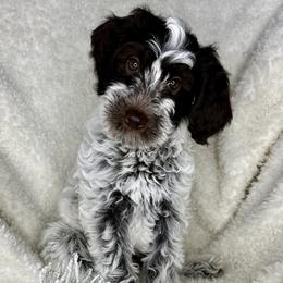 Boy 4 - Parti Goldendoodle puppy in Newark, Ohio from Valleydayle Doodles and Wheatens