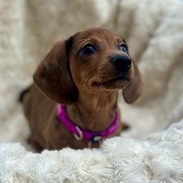 Maisie - Dapple female Dachshund puppy in Thornton, Colorado from Donna’s Dachshunds