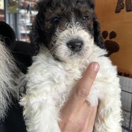 Bernedoodle, Cockapoo, and Goldendoodle Puppies from Avery Doodle Day LLC