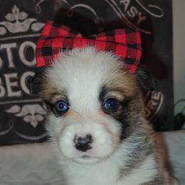 Rafiki - Sable female Pembroke Welsh Corgi puppy in Saint John, Washington from Fuzzbutt Farm's Corgis