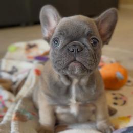 Arin - Blue fawn female French Bulldog puppy in Miami, Florida from Oceanside French Bulldogs