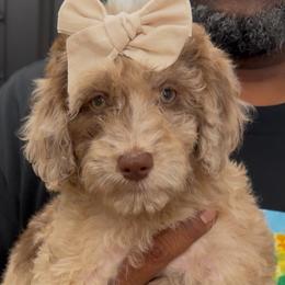 Pear - Merle female Goldendoodle puppy in Richmond, Texas from Harper’s Heartbeats