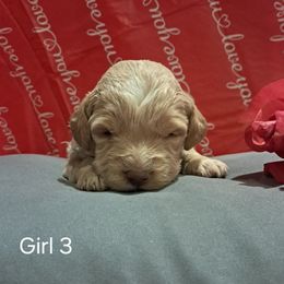 Aussiedoodle and Cockapoo Puppies from Ouachita River Cockapoos