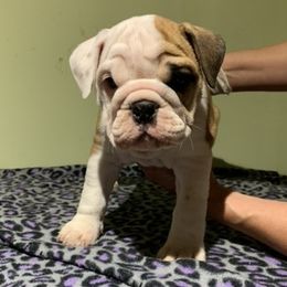 English Bulldog and French Bulldog Puppies from Benedict Family Frenchies, Bulldogs and Danes