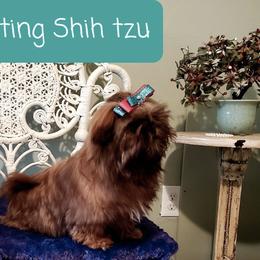 HERSHEY - Shih Tzu