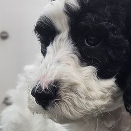 Poodles from VIP Poodles