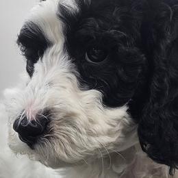 Poodles from VIP Poodles