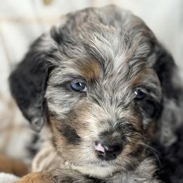 Estella - Merle female Bernedoodle puppy in Wilkesboro, North Carolina from Bernedoodle Love Puppies