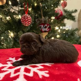 Trinidad - Chocolate female Shih Tzu puppy in Success, Missouri from Sweet Success