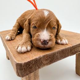 Twix - Red  female Goldendoodle puppy in Sunman, Indiana from Brunsman Country Doodles LLC
