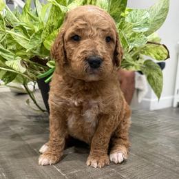 Green - Apricot male Goldendoodle puppy in Bakersfield, California from Lavish Doodles