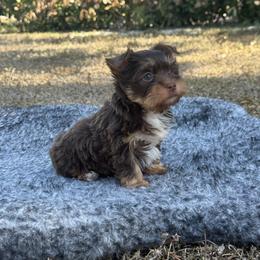 Theo Teddy - Chocolate and tan male Yorkshire Terrier puppy in North Naples, Florida from Moon Ranch Puppies
